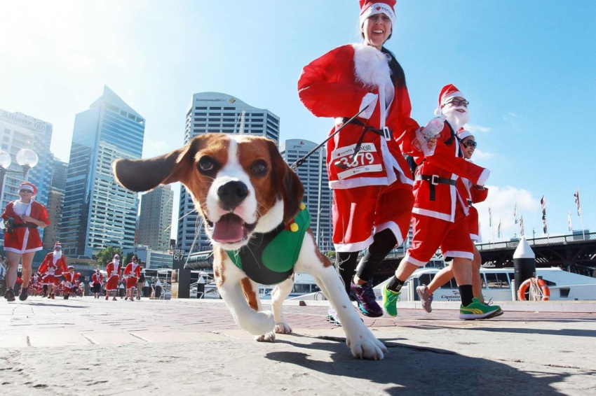 Santa Runs, cuộc đua kỳ thú đón chào Giáng sinh