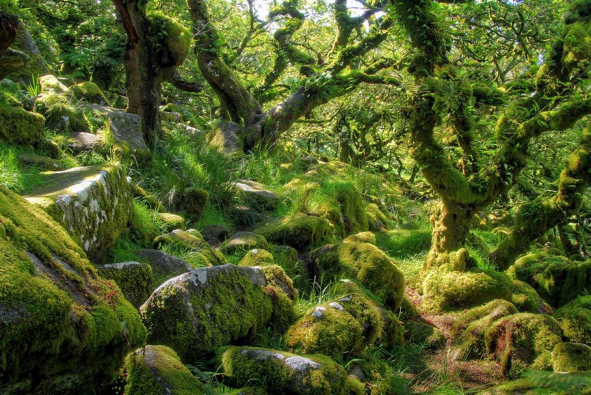 Khám phá những khu rừng kỳ ảo nhất thế giới