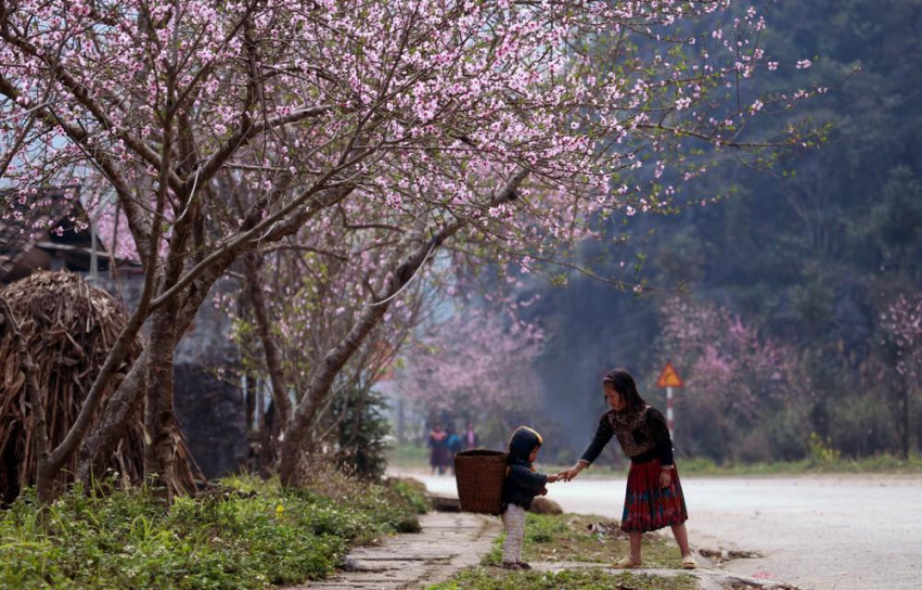 Say đắm sắc hoa đào Hà Giang