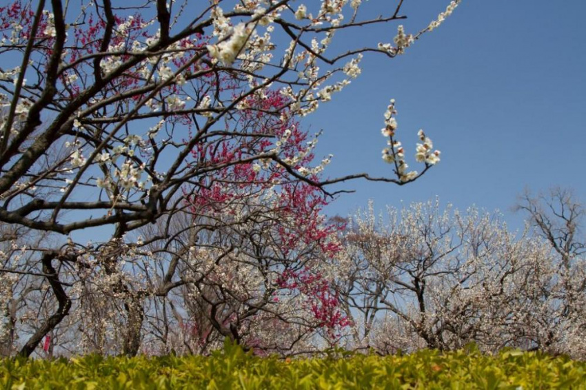 5 điểm ngắm mùa hoa mận đẹp nên thơ tại Nhật Bản