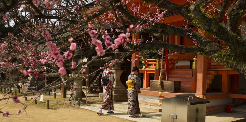5 điểm ngắm mùa hoa mận đẹp nên thơ tại Nhật Bản