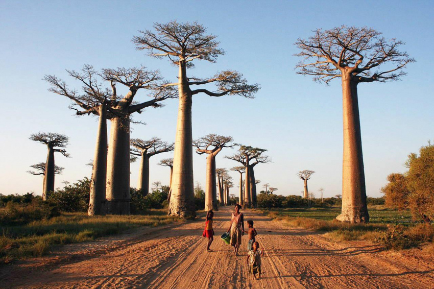 Về miền hoang dã Madagascar