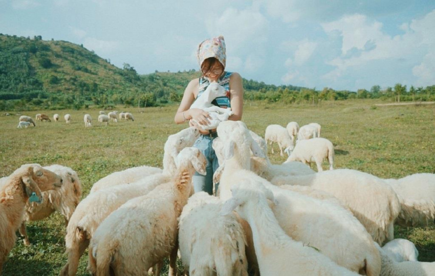 3 cánh đồng cừu tại Việt Nam đáng yêu không cưỡng nổi