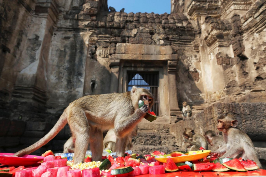 Lễ hội khinh khí cầu, bữa tiệc cho khỉ và nhiều lễ hội hấp dẫn du khách tháng 11