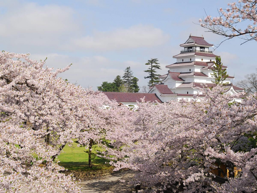 Chuyến bay Charter đến Fukushima ngắm hoa anh đào trên hòn đảo hạnh phúc