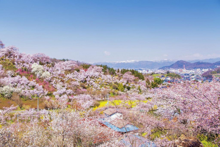 Chuyến bay Charter đến Fukushima ngắm hoa anh đào trên hòn đảo hạnh phúc