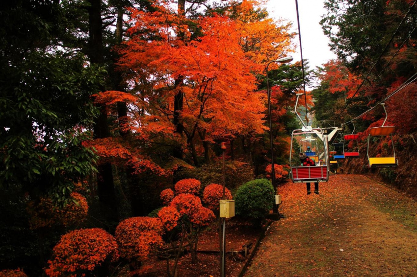 Điểm ngắm lá đỏ cuối thu gần Tokyo
