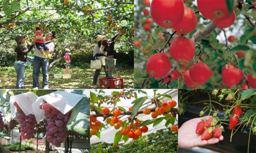 Du lịch Nhật Bản thưởng thức trái cây tươi