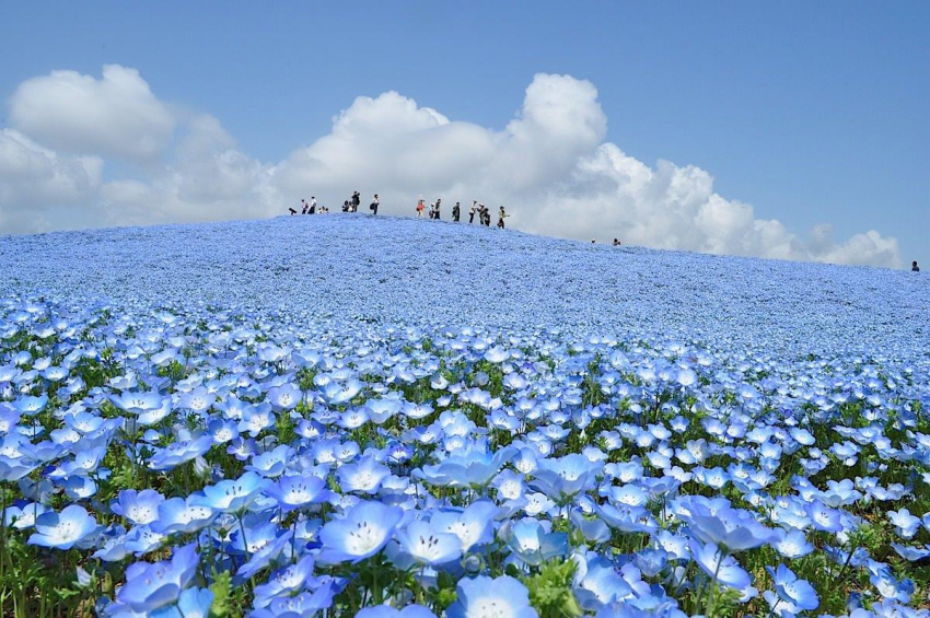 Khám phá vẻ đẹp của những cánh đồng hoa hấp dẫn nhất thế giới