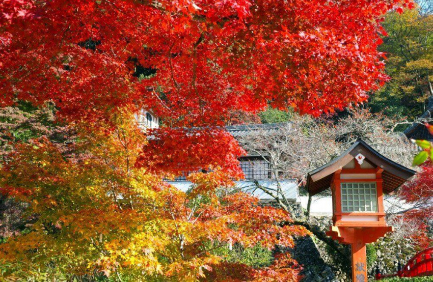 Ngắm mùa thu Osaka, Nhật Bản