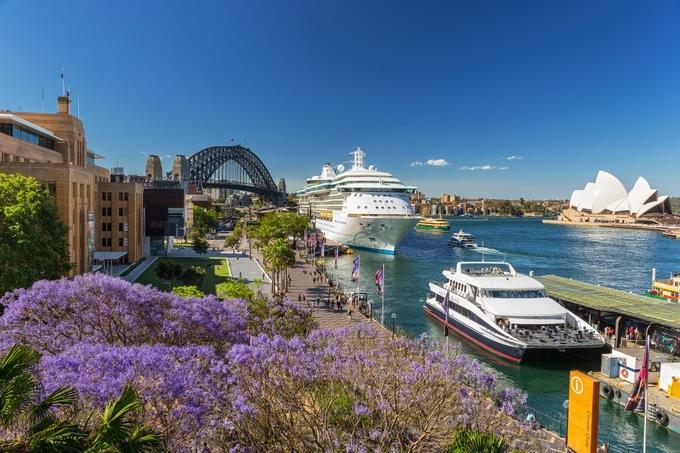 Mùa phượng tím rực rỡ ở Sydney