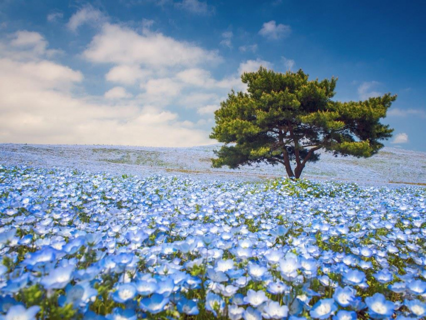 Những cánh đồng hoa xuân trên khắp thế giới