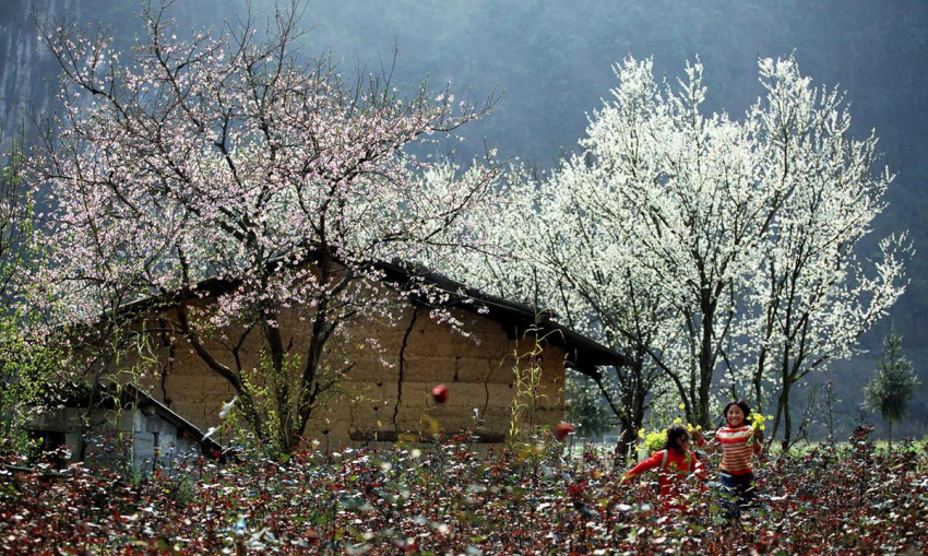 4 mùa hoa đẹp không thể cưỡng nổi ở Mộc Châu