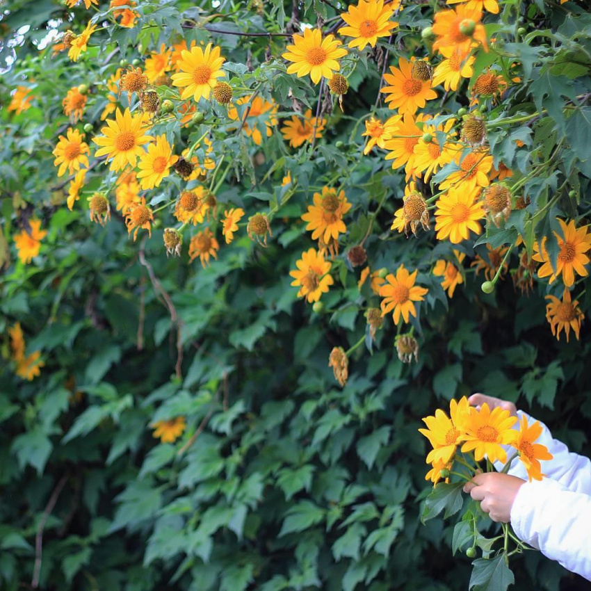 Tháng 10 về rủ nhau ngắm hoa dã quỳ khắp Việt Nam