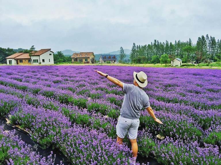 tọa độ 3 vườn hoa lavender đẹp nhất tại đà lạt cho các “tín đồ” mê hoa