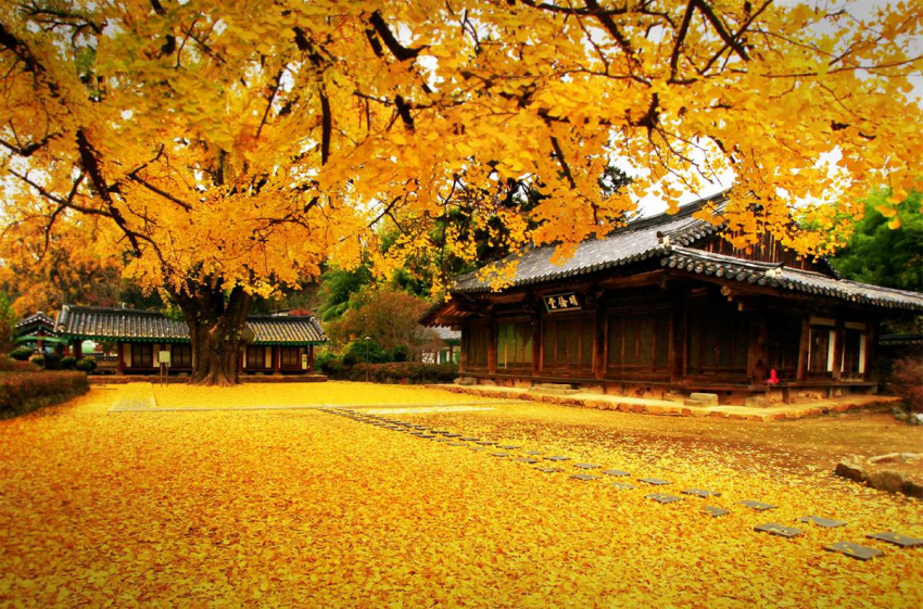 Mùa thu Hàn Quốc đẹp mê hồn