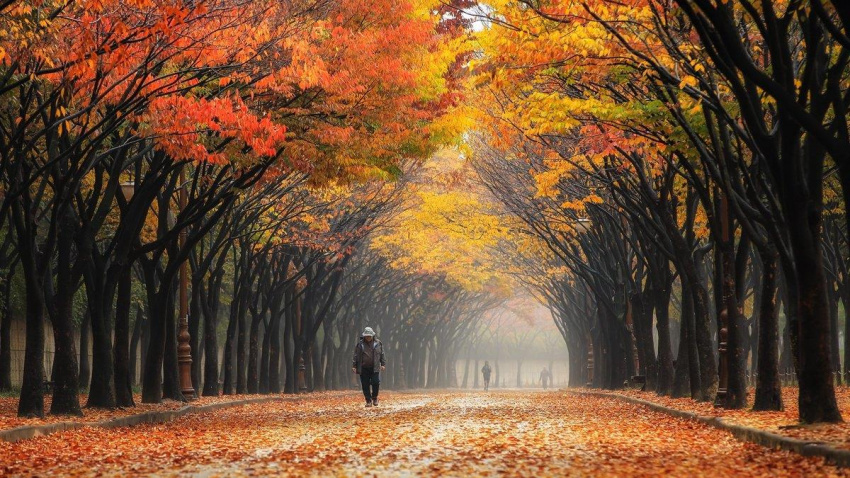Mùa thu Hàn Quốc đẹp mê hồn