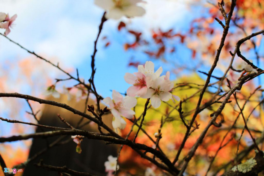 Ngắm hoa anh đào mùa thu Nhật Bản