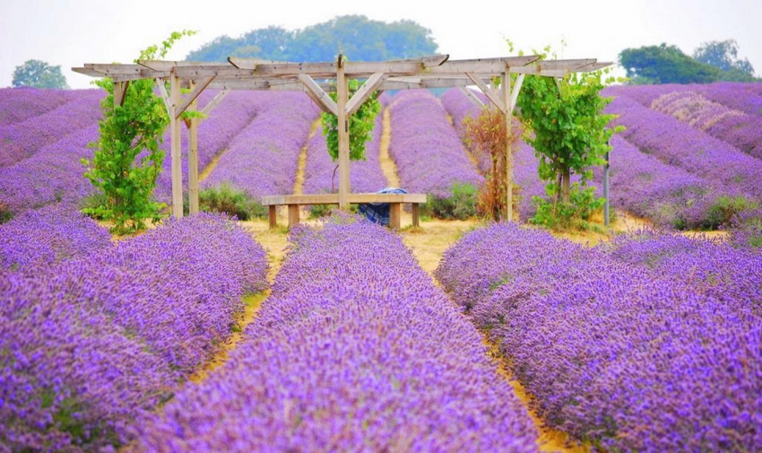 Những cánh đồng Lavender được săn đón nhiều nhất