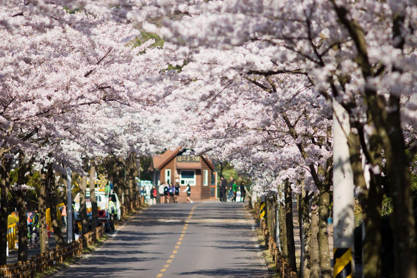 Du lịch Hàn Quốc ngắm hoa anh đào