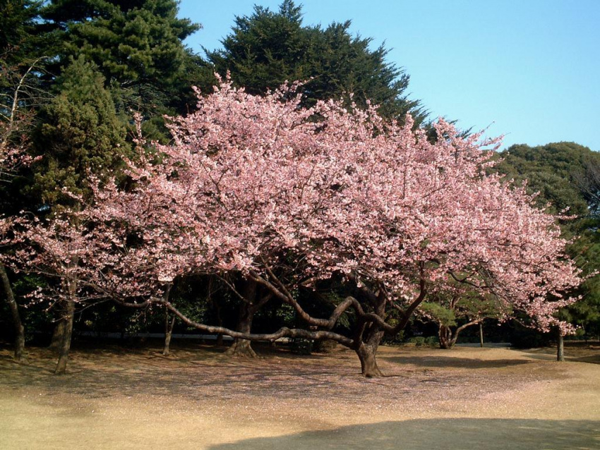 Ngắm hoa anh đào đẹp nhất Nhật - Hàn