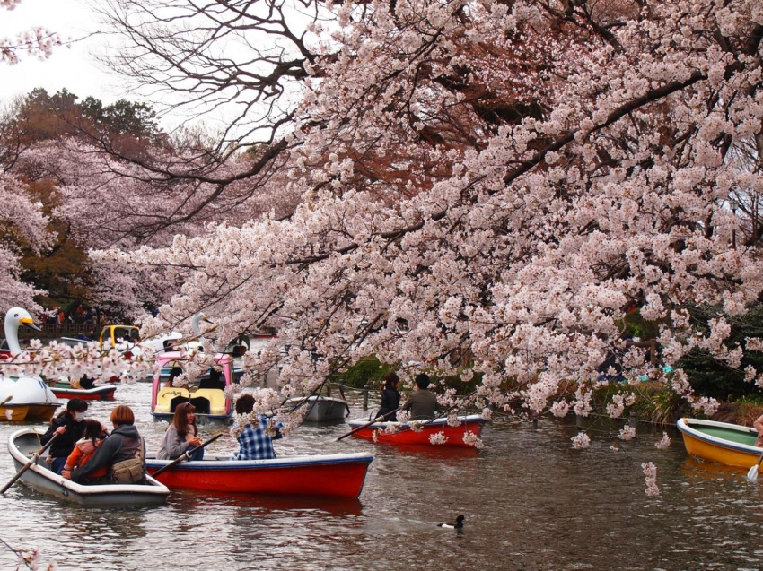 Ngắm hoa anh đào đẹp nhất Nhật - Hàn