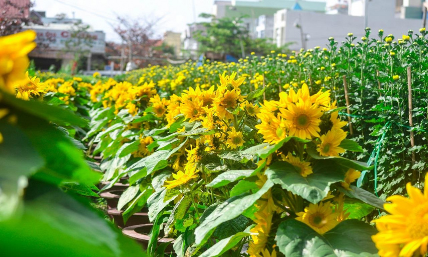 5 điểm ngắm hoa hướng dương tuyệt vời ở Việt Nam