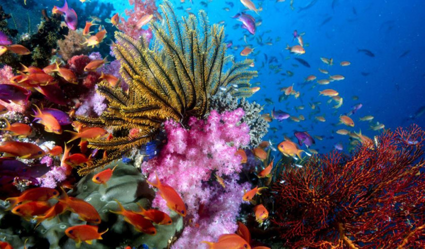 Lặn biển ngắm san hô ở Phú Quốc, tại sao không?