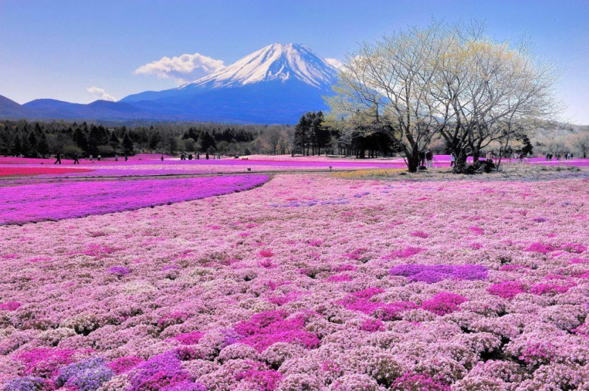 Mặc gì khi du lịch Nhật Bản mùa xuân?