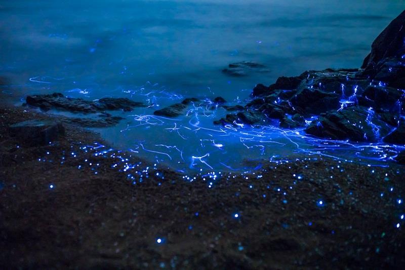 Kỳ diệu tôm phát quang bên bờ biển ở Nhật Bản