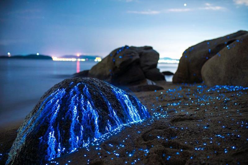 Kỳ diệu tôm phát quang bên bờ biển ở Nhật Bản