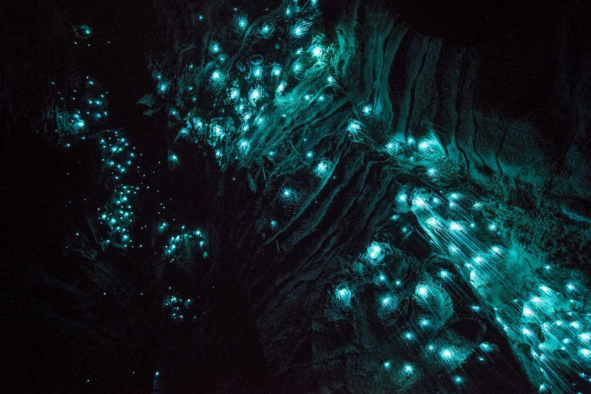 Lạc giữa hang động đom đóm kỳ ảo ở New Zealand