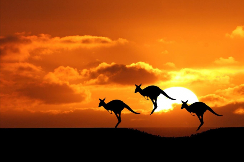 Khám phá 10 điều thú vị về chuột túi Kangaroo