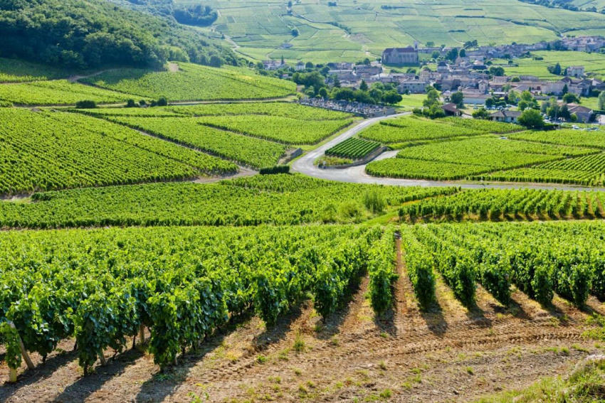 Khám phá 7 vùng trồng nho siêu ngon của nước Pháp