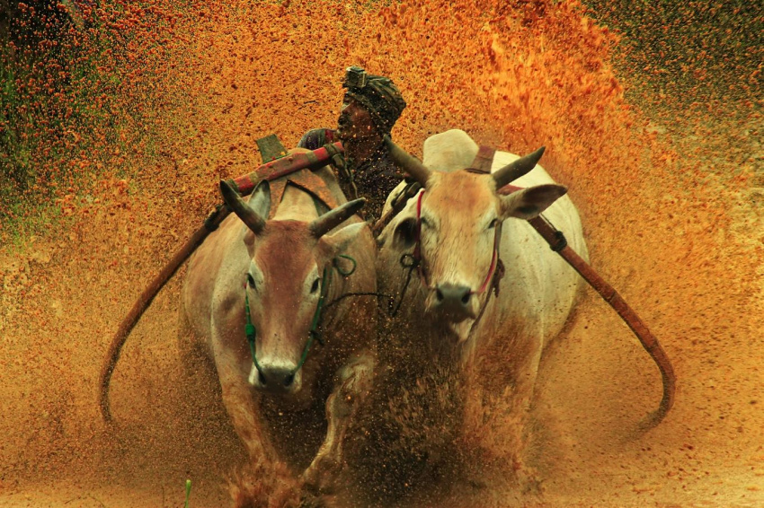 Độc đáo lễ hội đua bò ở Indonesia
