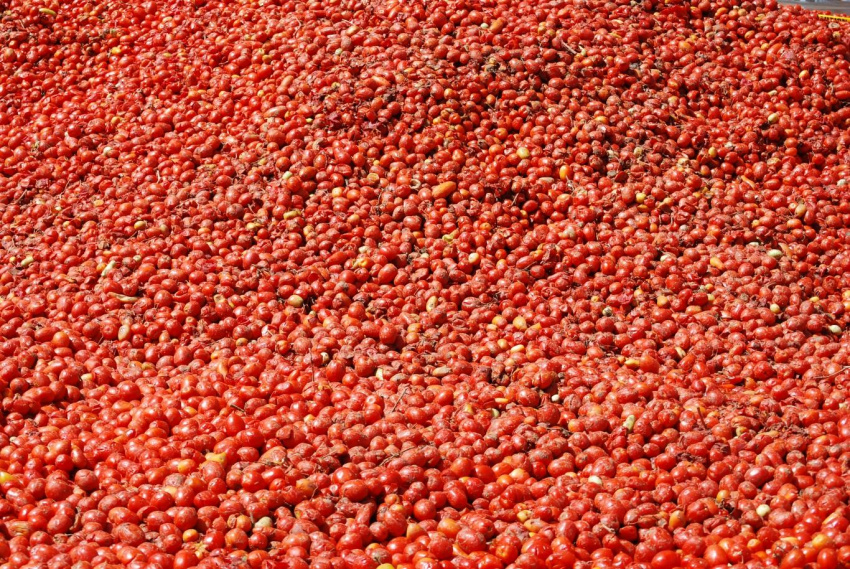 40 tấn cà chua không ăn mà chỉ ném