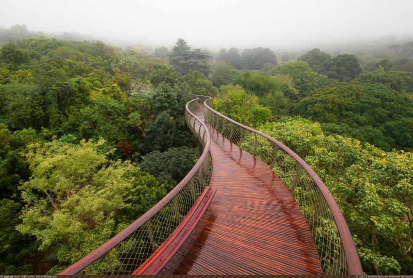 Cầu đi bộ trên những ngọn cây ở Cape Town