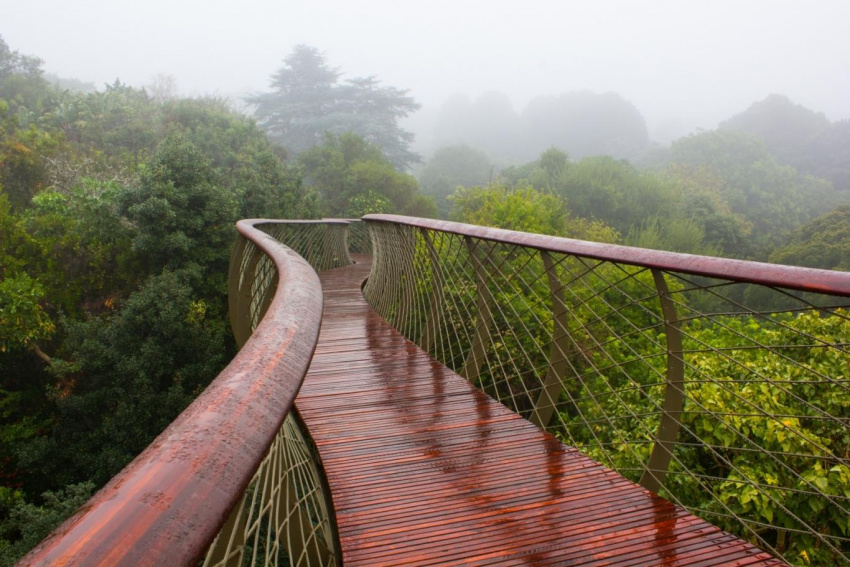 Cầu đi bộ trên những ngọn cây ở Cape Town