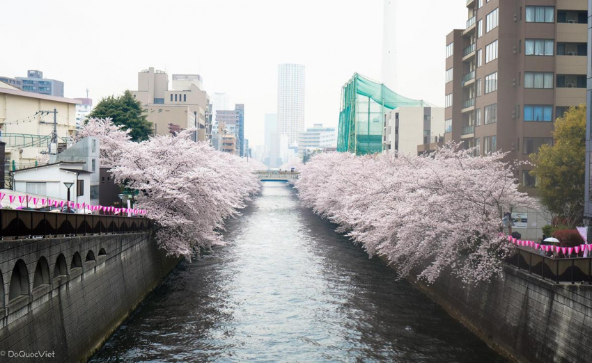 Hoa anh đào nở rộ khắp Nhật Bản