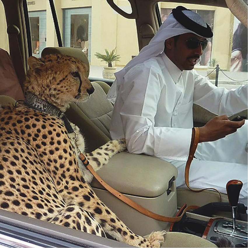 Những thú chơi siêu sang ở Dubai khiến bạn tròn mắt