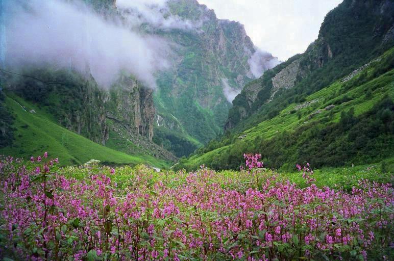 Thung lũng hoa ngút tầm mắt ở miền bắc Ấn Độ