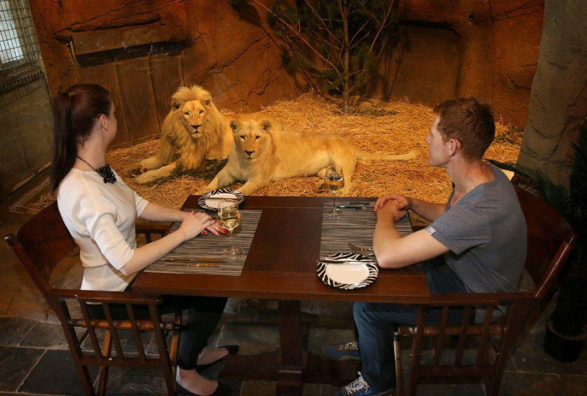 Tắm cùng gấu, ăn tối với sư tử trong khách sạn giữa vườn thú