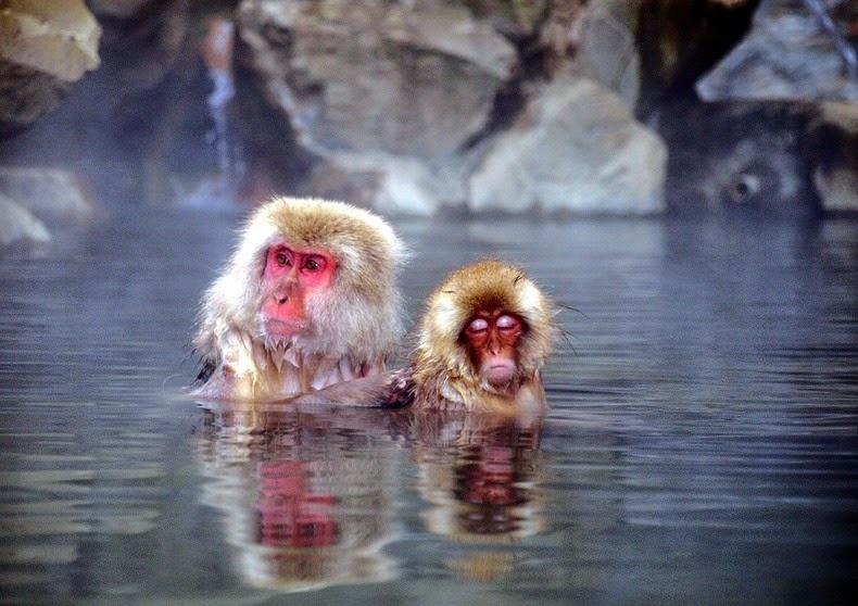 Ngắm khỉ tuyết Nhật Bản tắm suối nước nóng cực yêu