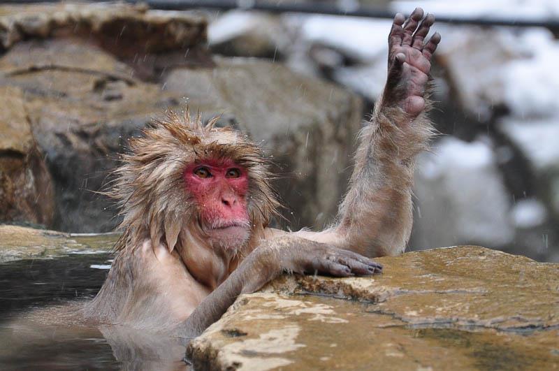 Ngắm khỉ tuyết Nhật Bản tắm suối nước nóng cực yêu