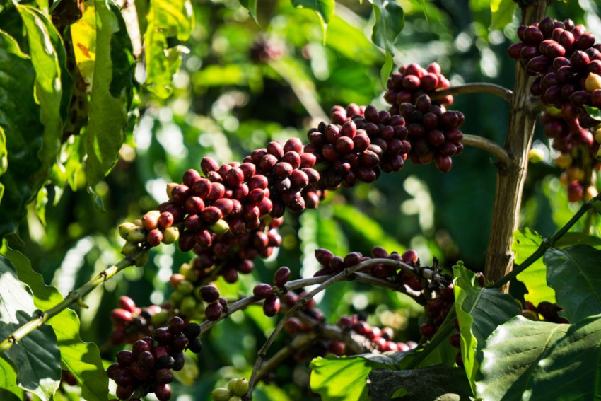 Đến Tây Nguyên mùa thu hoạch cà phê