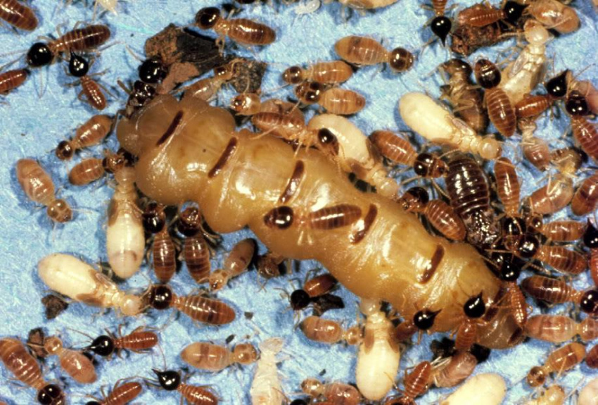 Đồ ăn từ côn trùng trông kinh dị vẫn được yêu thích