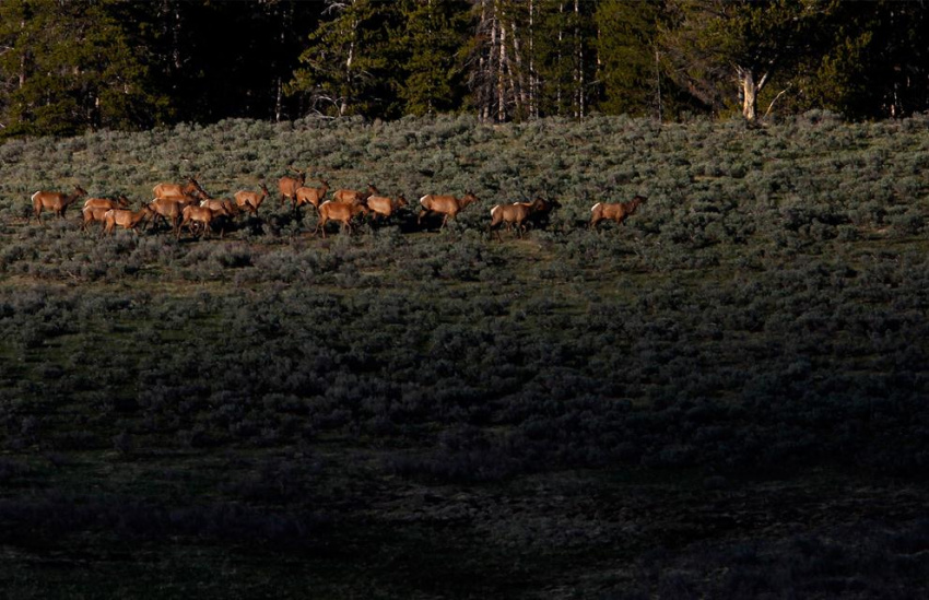 Vẻ đẹp của vườn quốc gia Yellowstone, Mỹ