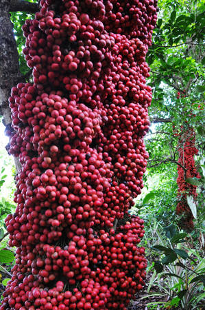 Đi Phú Yên ngắm vườn cây đỏ, ăn trái đỏ chua lè lưỡi