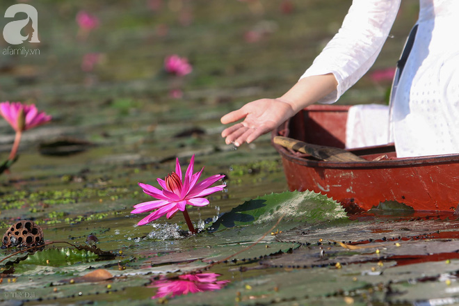 chùa hương, đâu chỉ có lá vàng, thu hà nội còn là mùa nước nở hoa tím, đẹp lịm tim thế này