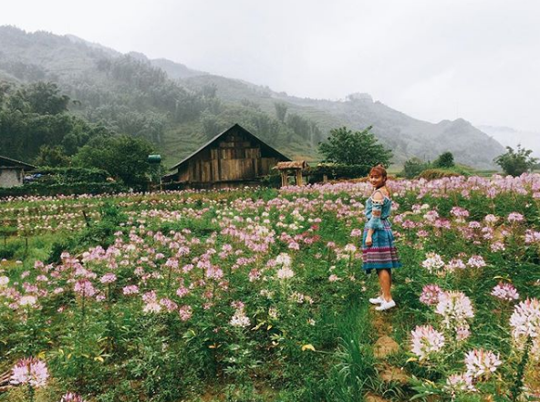 du lịch sapa, khách sạn sapa, resort ở sapa, tour du lịch sapa, phát hiện cánh đồng hoa hồng ri đẹp ngất ngây ở sapa